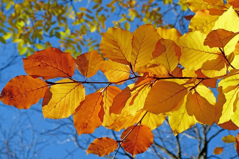 Fall foliage inspirations