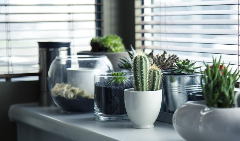 Mystical plant arrangements